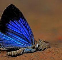 Yuwaraj-Gurjar_Spider-eating-Dark-Cerulean-Butterfly-Yeoor-SGNP